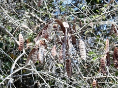 Mimosa bahamensis