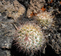 Mammillaria scrippsiana