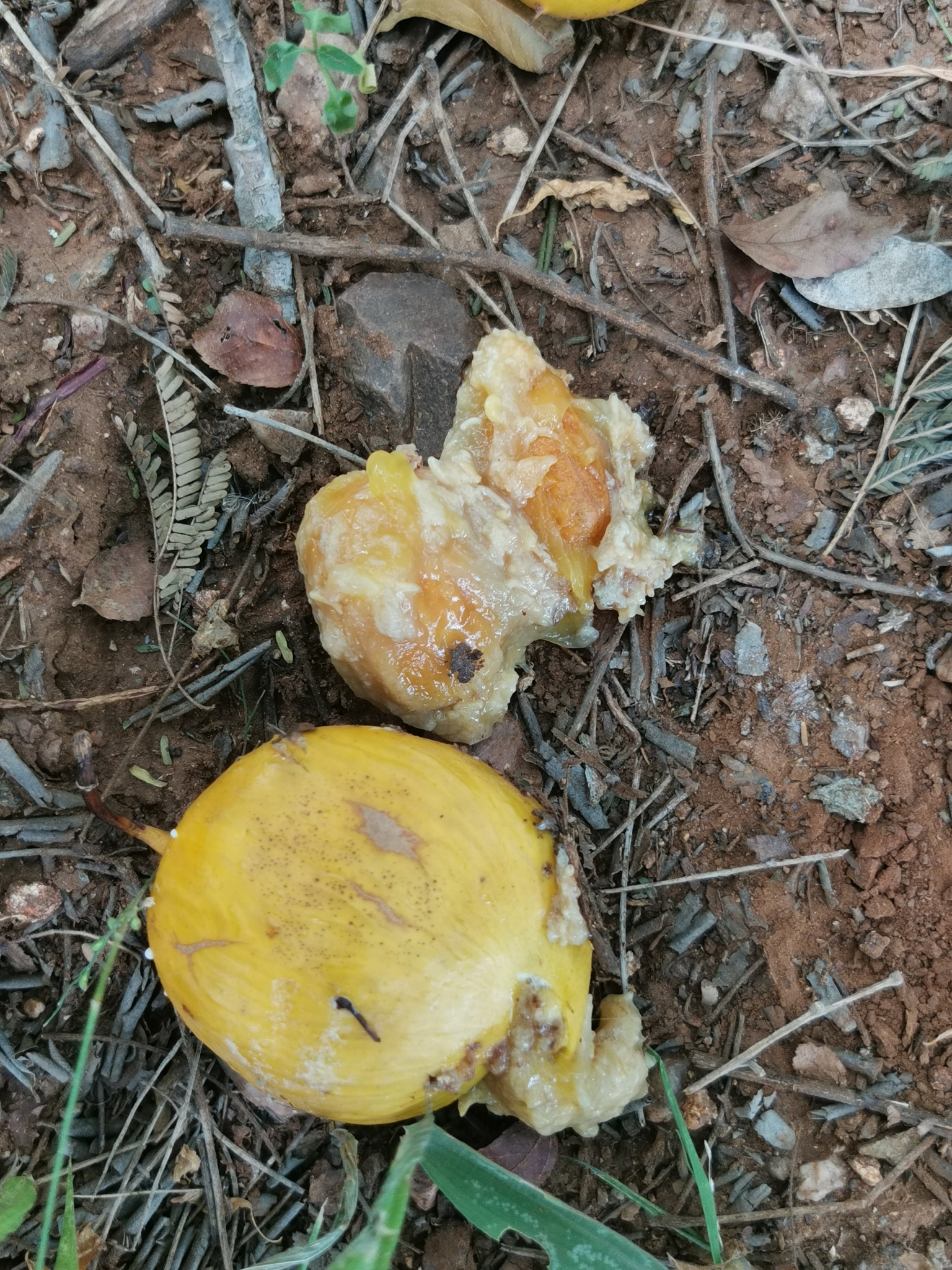 Imagem de Mafurreira