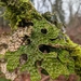 Tree Lungwort - Photo (c) moemeikle, some rights reserved (CC BY-NC), uploaded by moemeikle