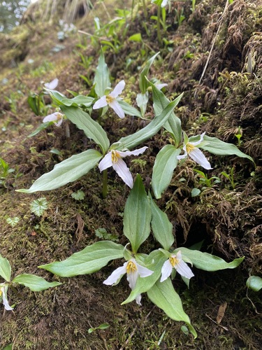 Trillium hibbersonii (T.M.C.Taylor & Szczaw.) D.O'Neill & S.B.Farmer