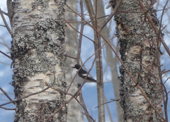 Ficedula hypoleuca hypoleuca
