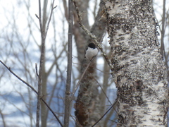 Ficedula hypoleuca hypoleuca