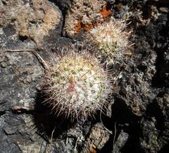 Mammillaria scrippsiana