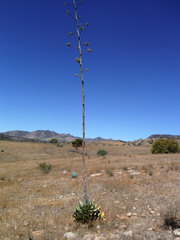 Agave guadalajarana