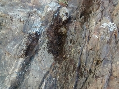 Coelopidae