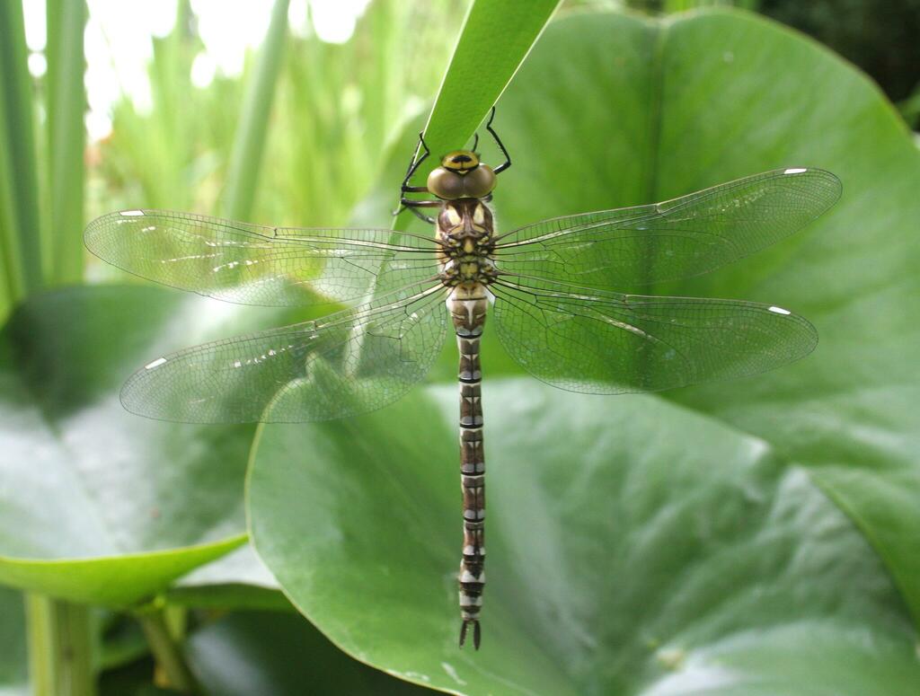 Southern Hawker from 54 Badem, Germany on September 22, 2005 at 08:13 ...