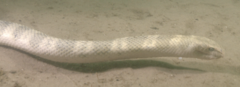 Hydrophis major