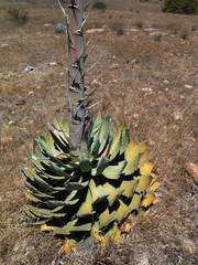 Agave guadalajarana