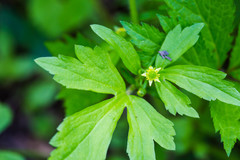 Ranunculus recurvatus