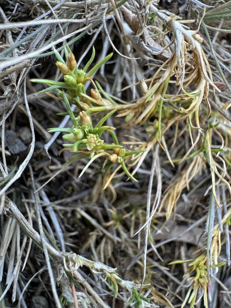 Scleranthus fasciculatus