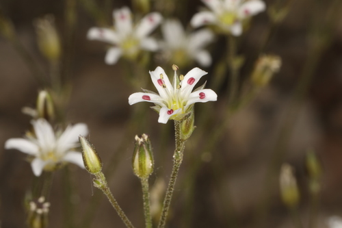 Image of Eremogone kingii by (c) Steve Matson, some rights reserved (CC BY)