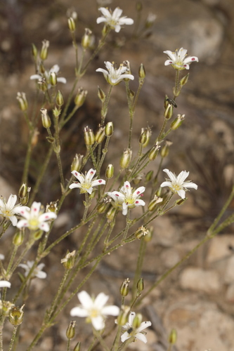 Image of Eremogone kingii by (c) Steve Matson, some rights reserved (CC BY)