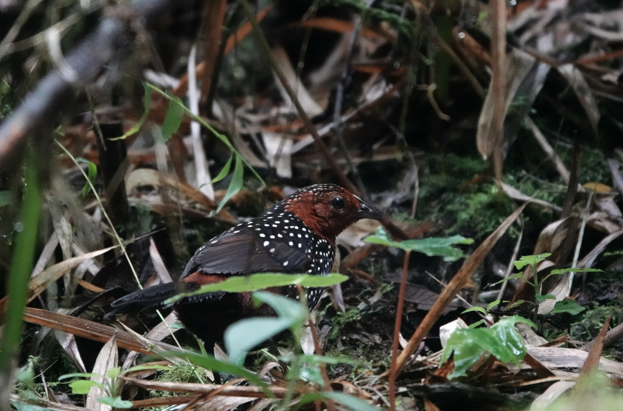 Ocellated Tapaculo (Acropternis orthonyx), photo 9