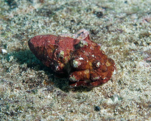 Mancinella armigera observed 2024-01-27
