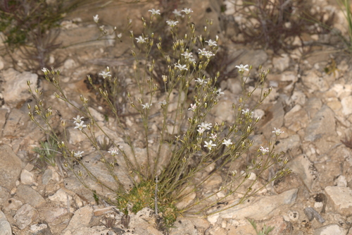 Image of Eremogone kingii by (c) Steve Matson, some rights reserved (CC BY)