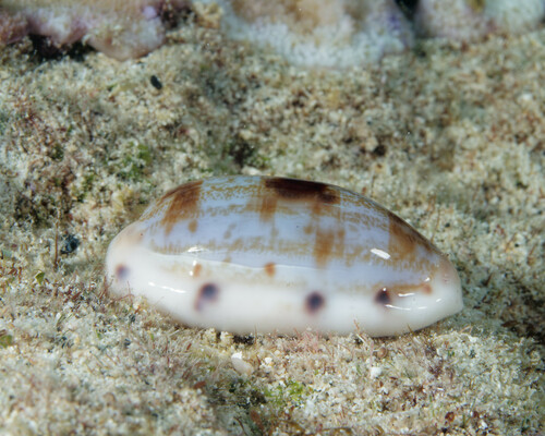 Talostolida pellucens, 2024-01-27