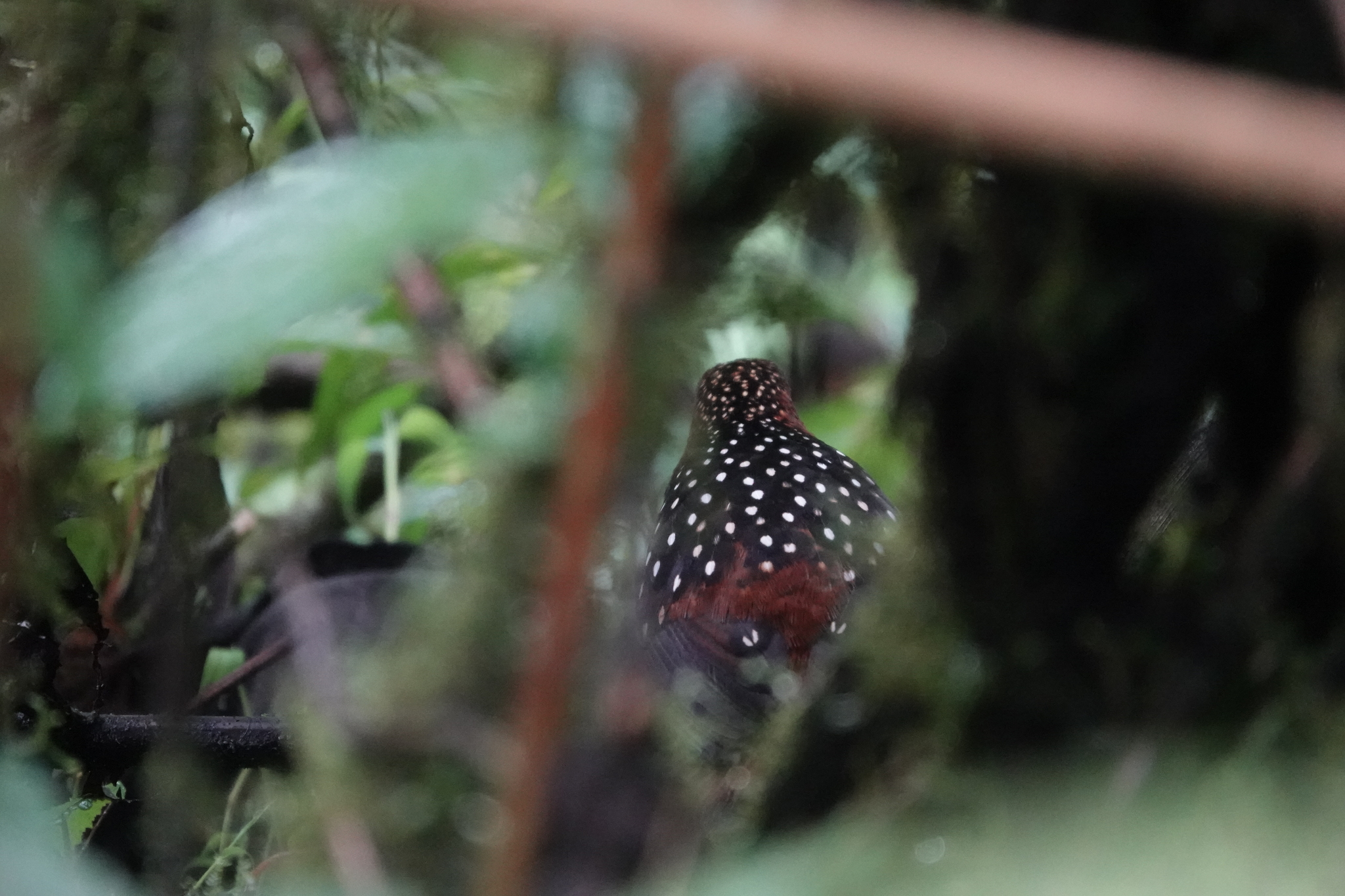 Ocellated Tapaculo (Acropternis orthonyx), photo 8