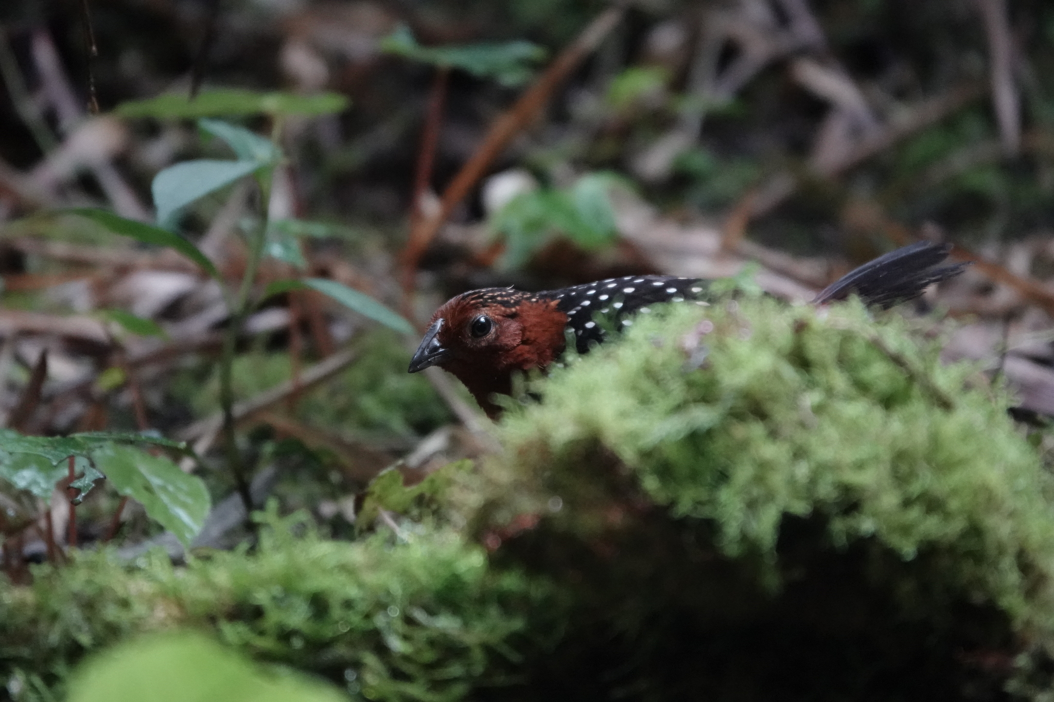Ocellated Tapaculo (Acropternis orthonyx), photo 10