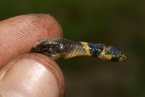 Black Centipede Eater, Aparallactus guentheri