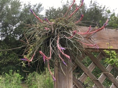 Tillandsia baileyi