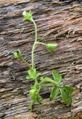 Phacelia ranunculacea