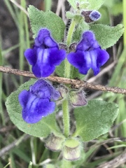 Scutellaria tuberosa