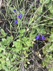 Scutellaria tuberosa