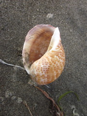 Tonna perdix