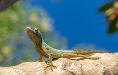 Morne Constant Anole photo 2
