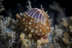 Pseudopusula californiana