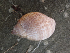 Tonna perdix