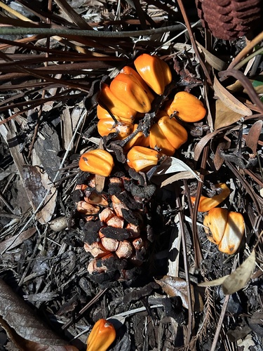 Zamia integrifolia