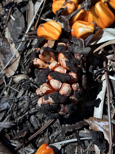 Zamia integrifolia