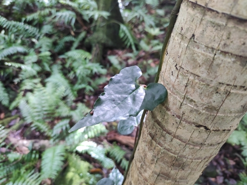Piper borbonense, photograph 6