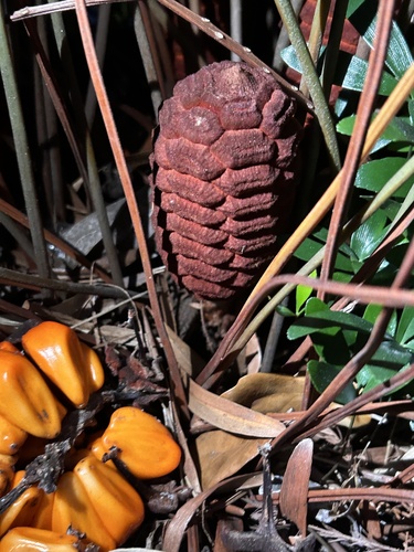 Zamia integrifolia