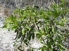 Diospyros tetrasperma
