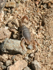 Serradigitus