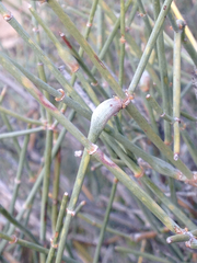 Ephedra torreyana