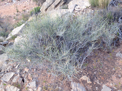 Ephedra torreyana