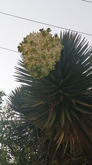 Yucca filifera