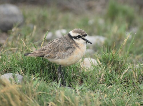 Hirtenregenpfeifer (Anarhynchus pecuarius)