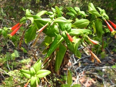 Lisianthius axillaris