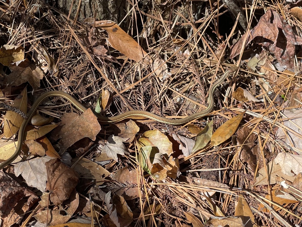 Peninsula Ribbon Snake In January 2024 By Add03e INaturalist   Large 