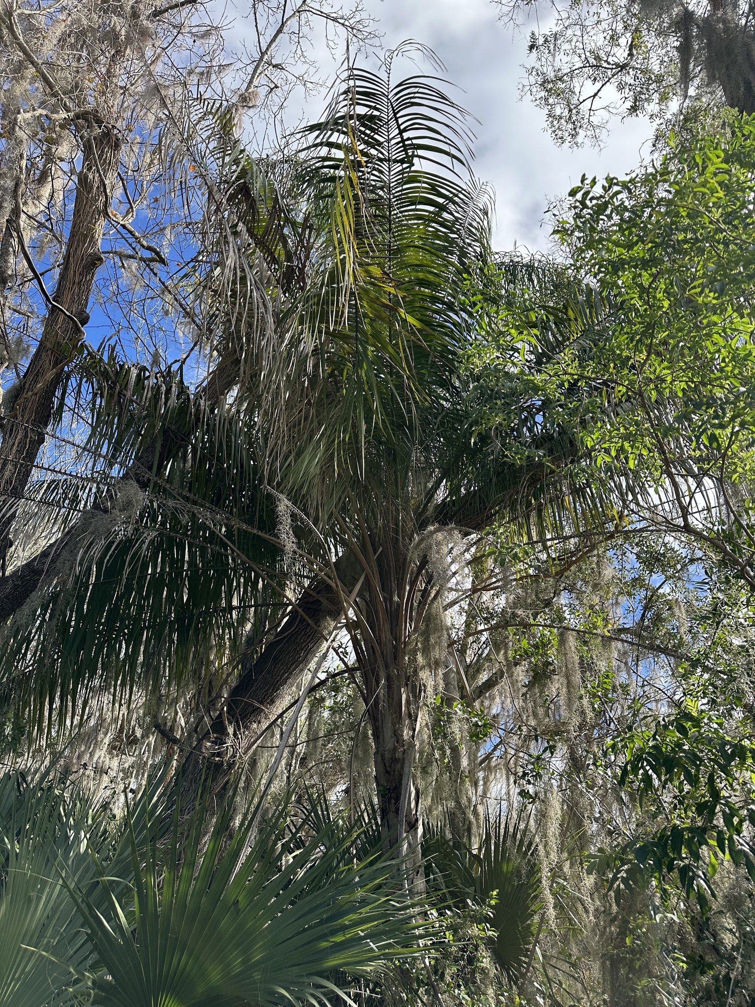 Imagem de Dendê