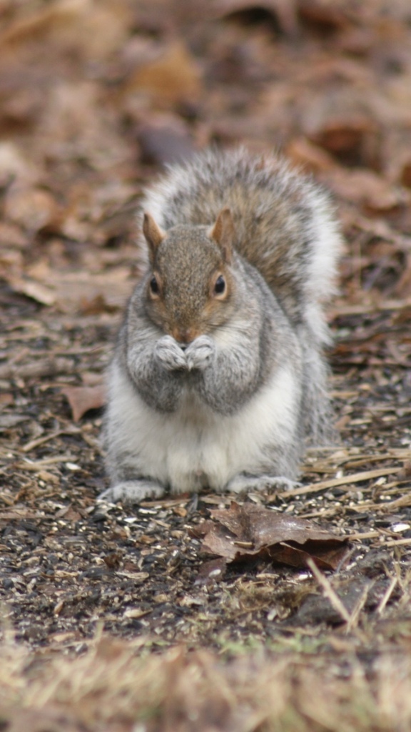 Eastern Gray Squirrel In January 2024 By Snakebird15 INaturalist   Large 