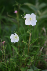 Oenothera kunthiana