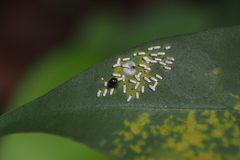 Stethorus cantonensis