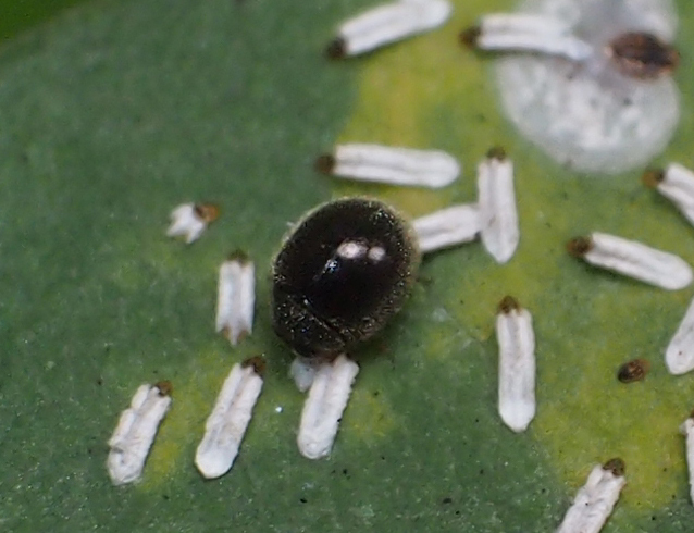 Stethorus cantonensis