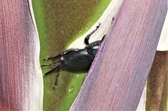 Scyphophorus yuccae